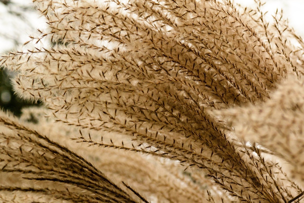 Пшеница лист крупным планом