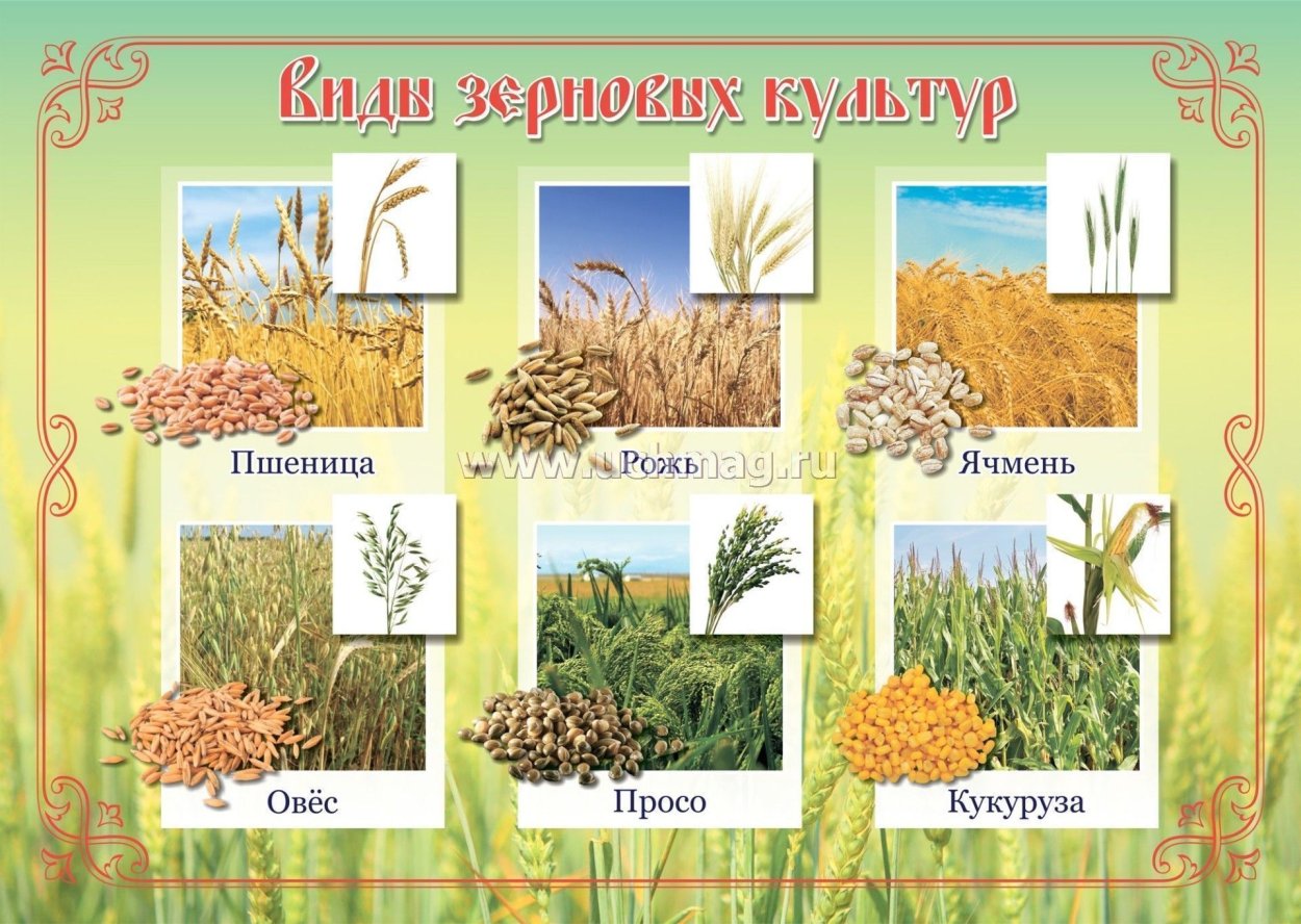 Зерновые культуры плакат