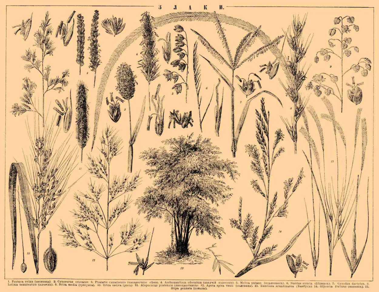 Злаки гербарий