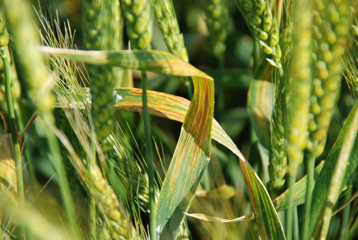Лист пшеницы