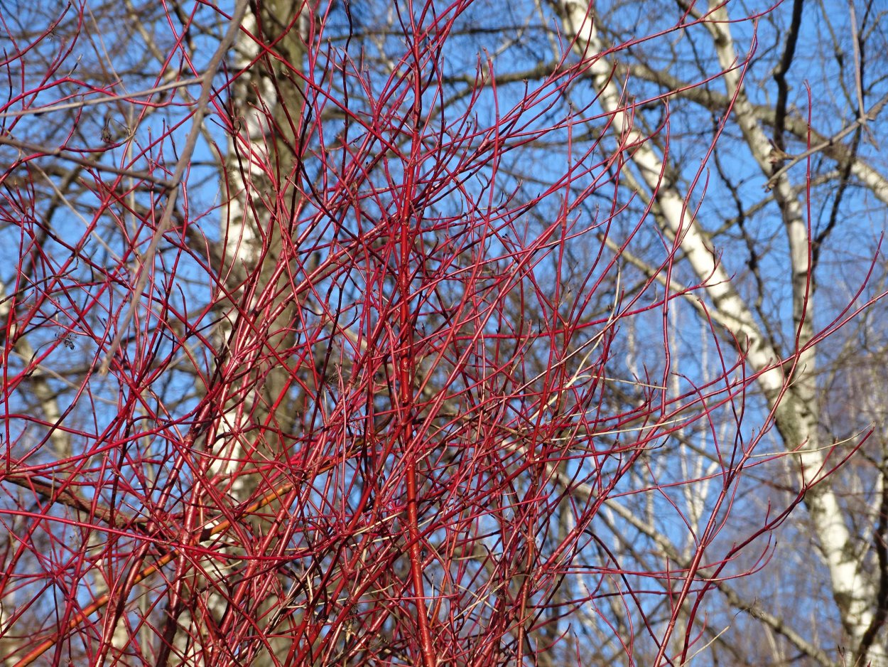 Дерево с красным стволом