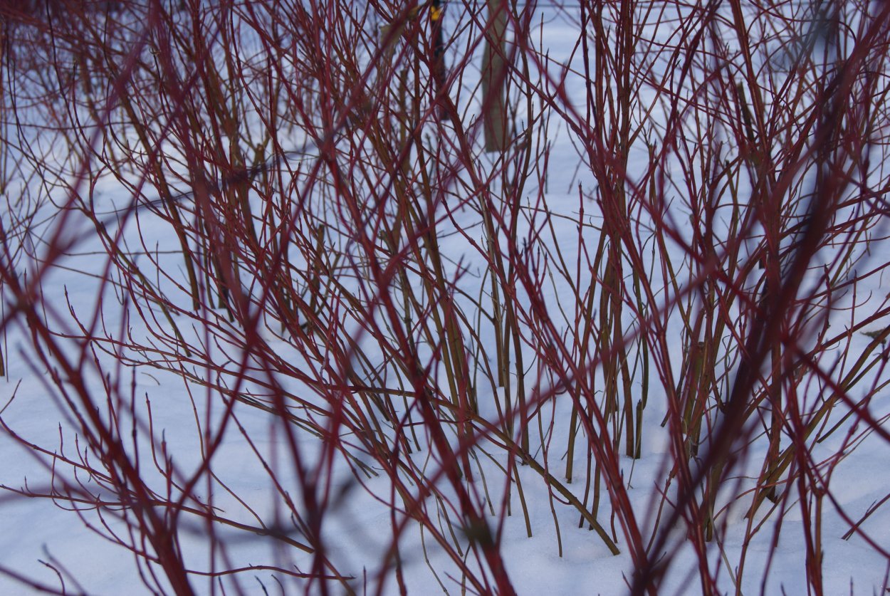 Ivory Halo дерен зимой