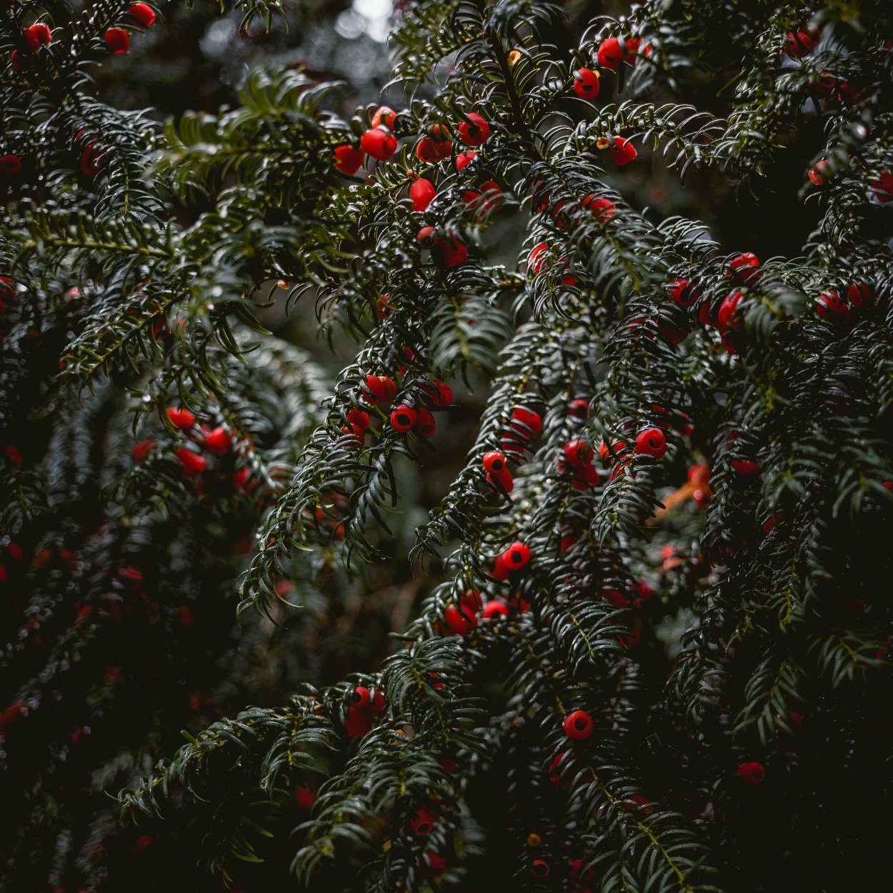 Ягоды на ветке куста