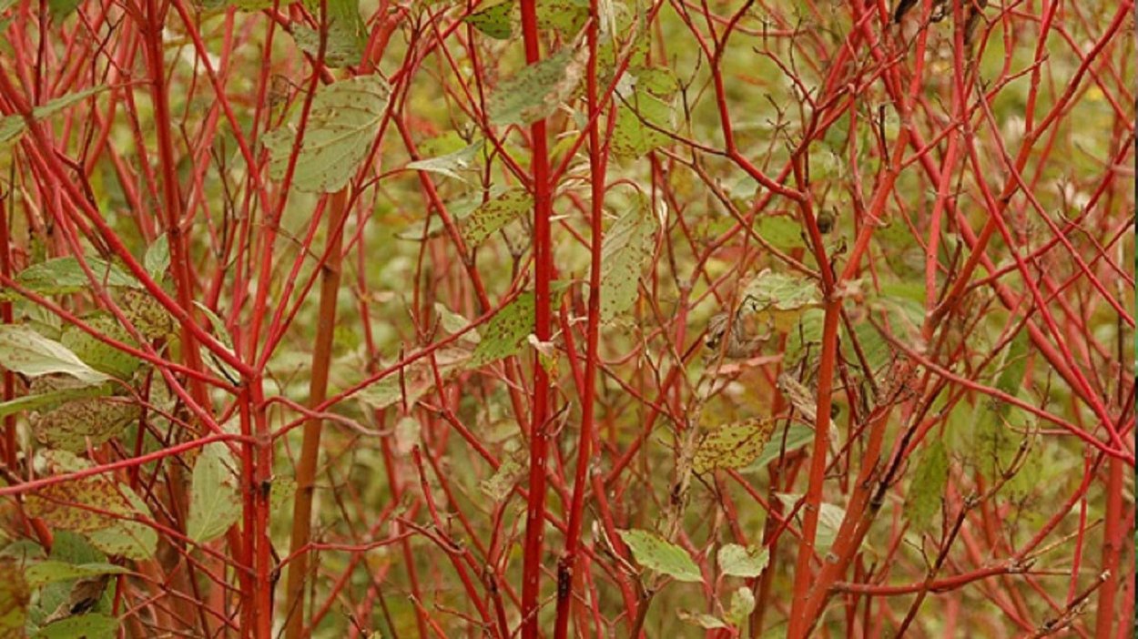 Дерен белый Кардинал