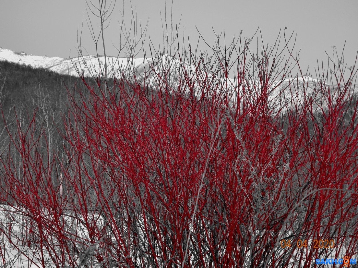 Дерен красный