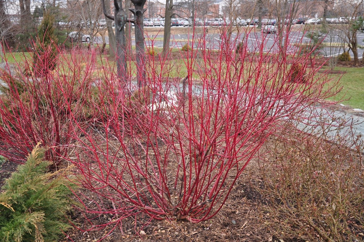 Cornus Alba Spaethii