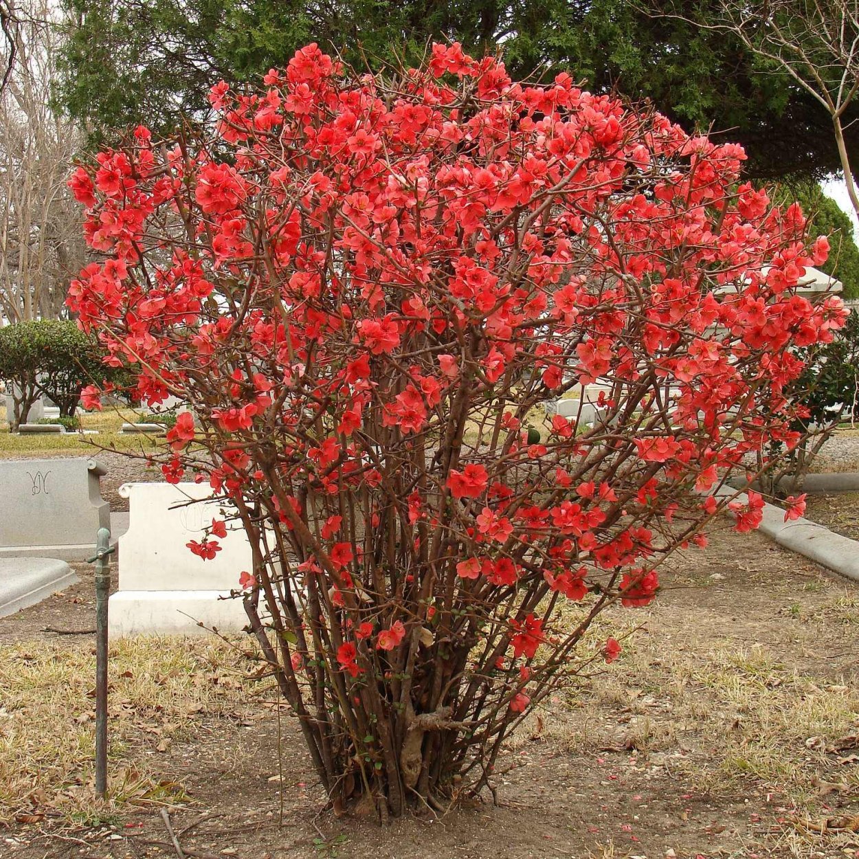 Айва японская Chaenomeles japonica