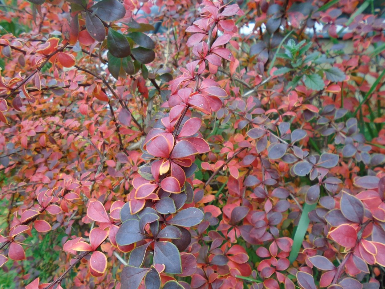 Краснолистник куст