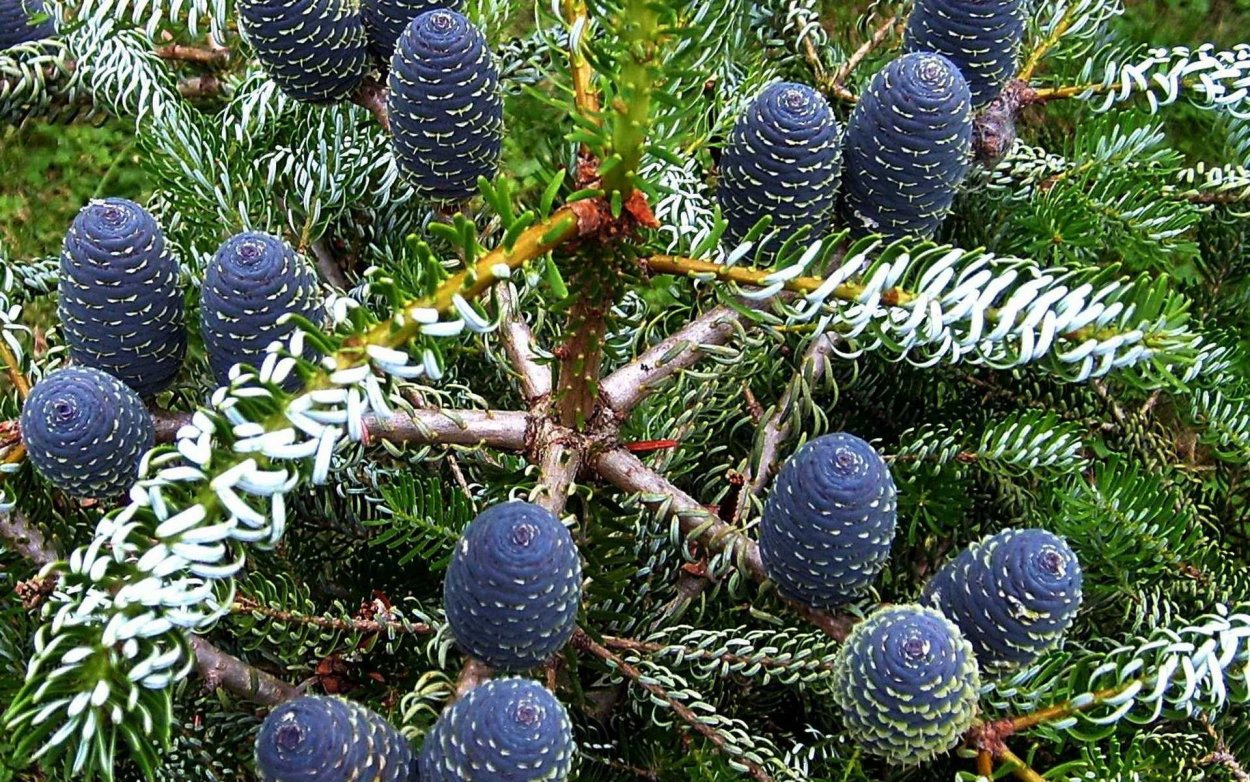 Пихта корейская синие шишки