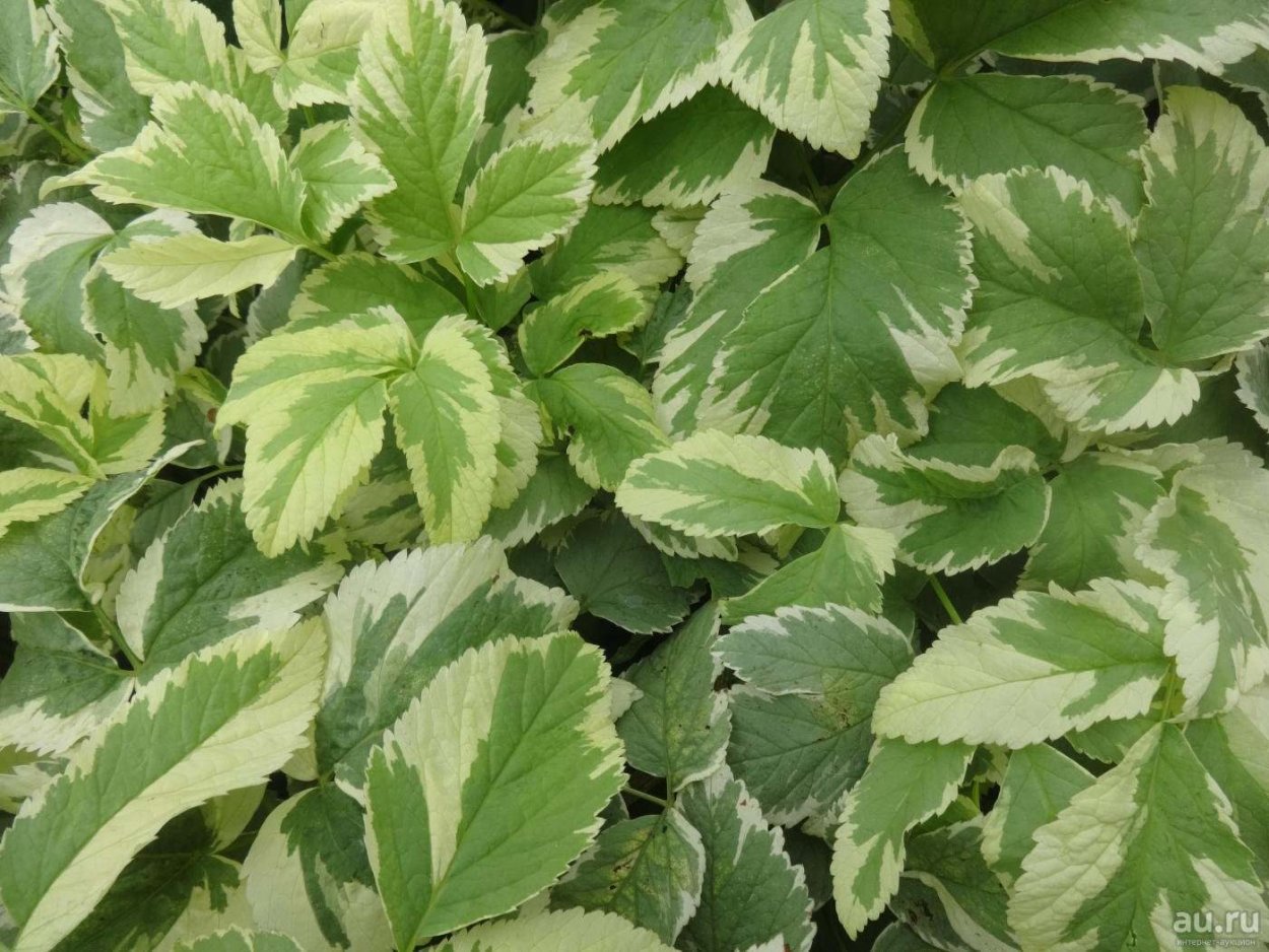 Сныть обыкновенная variegata