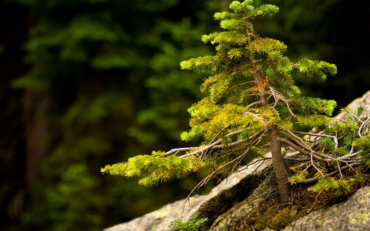 Сосна Уральская