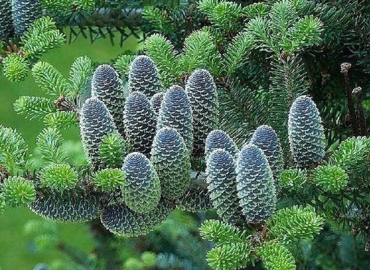 Пихта корейская хвоя