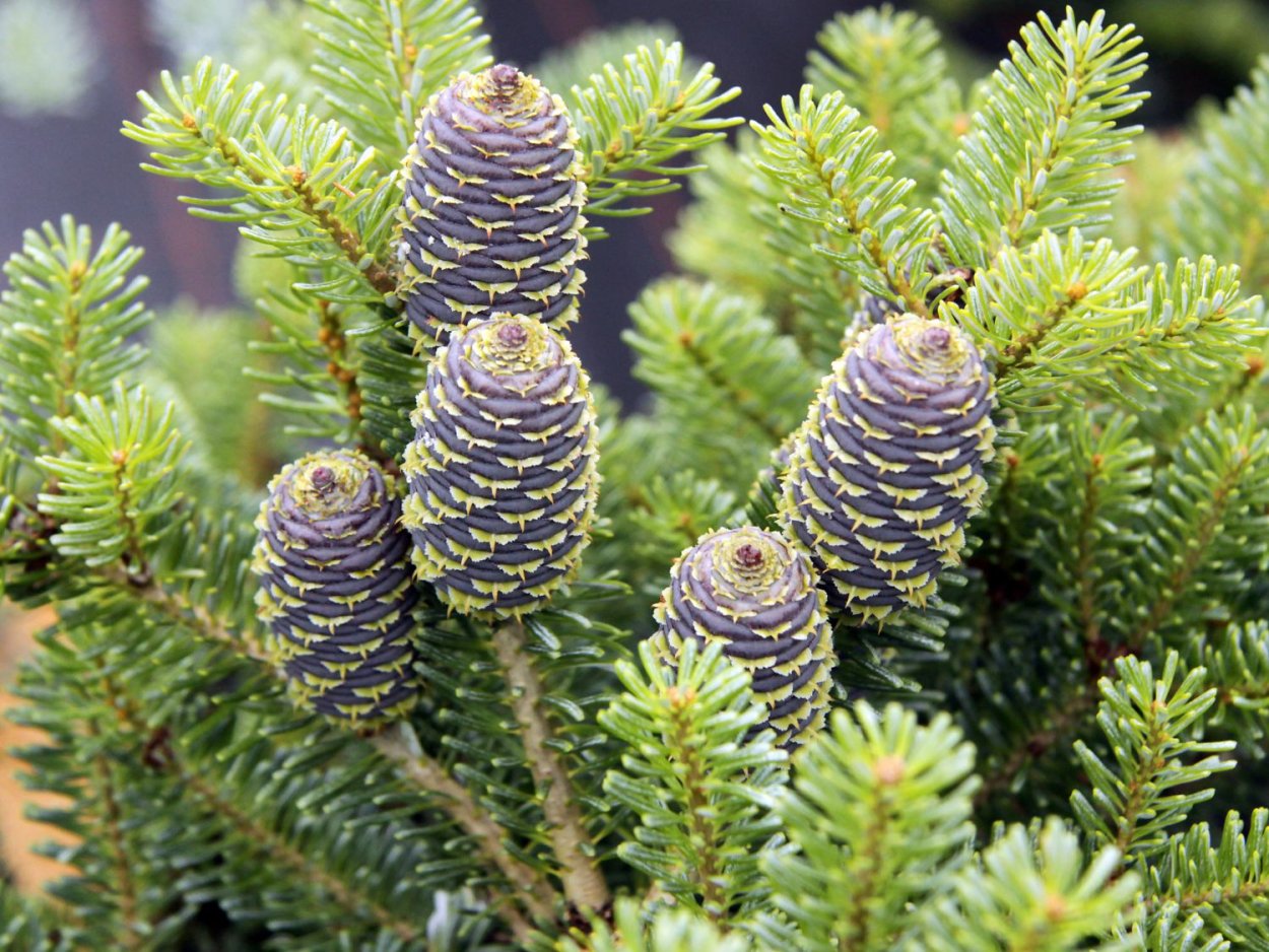 Пихта Сибирская Abies sibirica