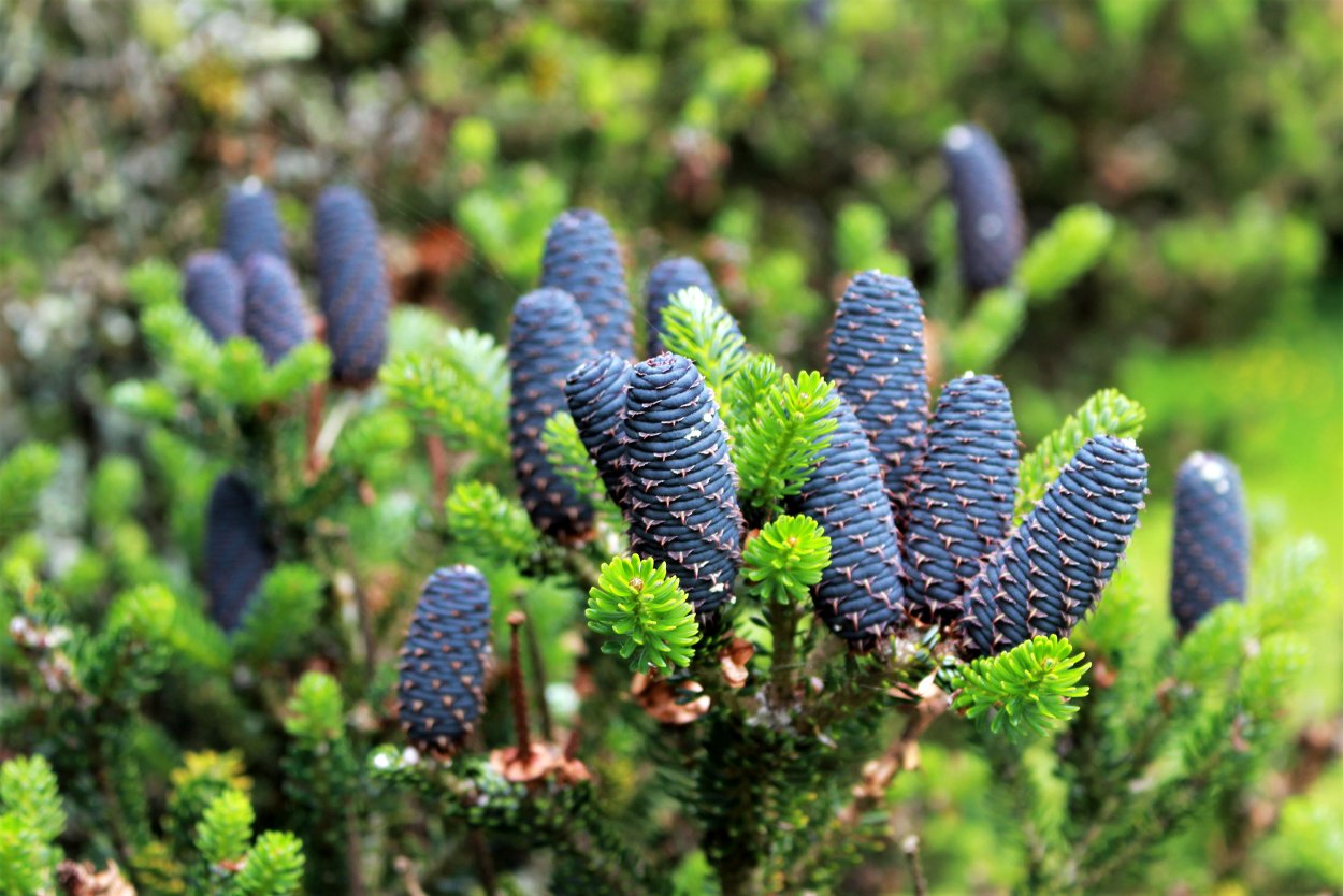 Пихта корейская Блю Мэджик