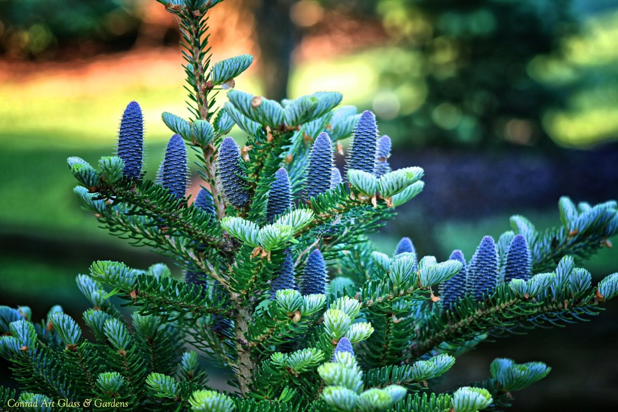 Ель Abies Koreana