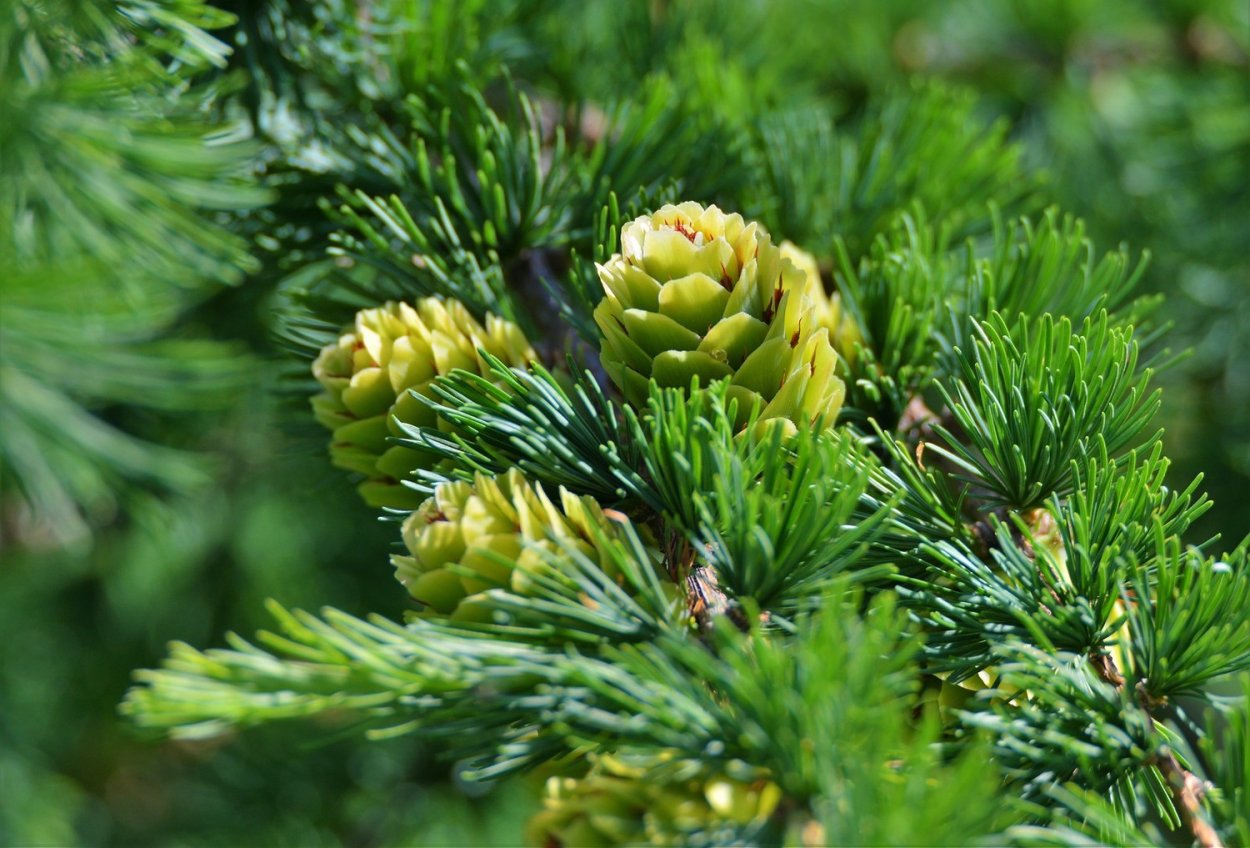 Лиственница хвойное