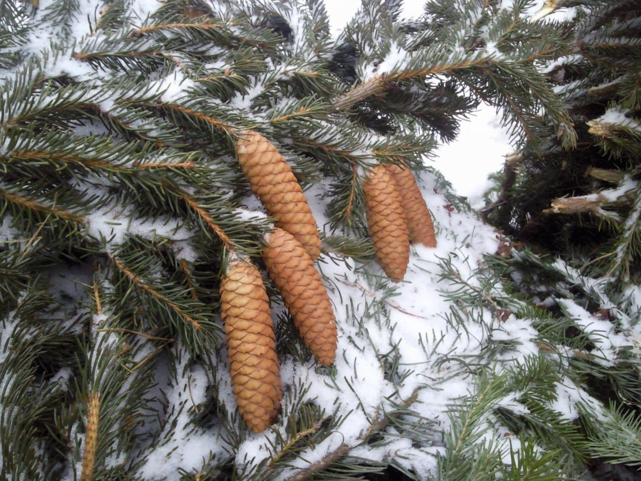 Пихта Алтайская