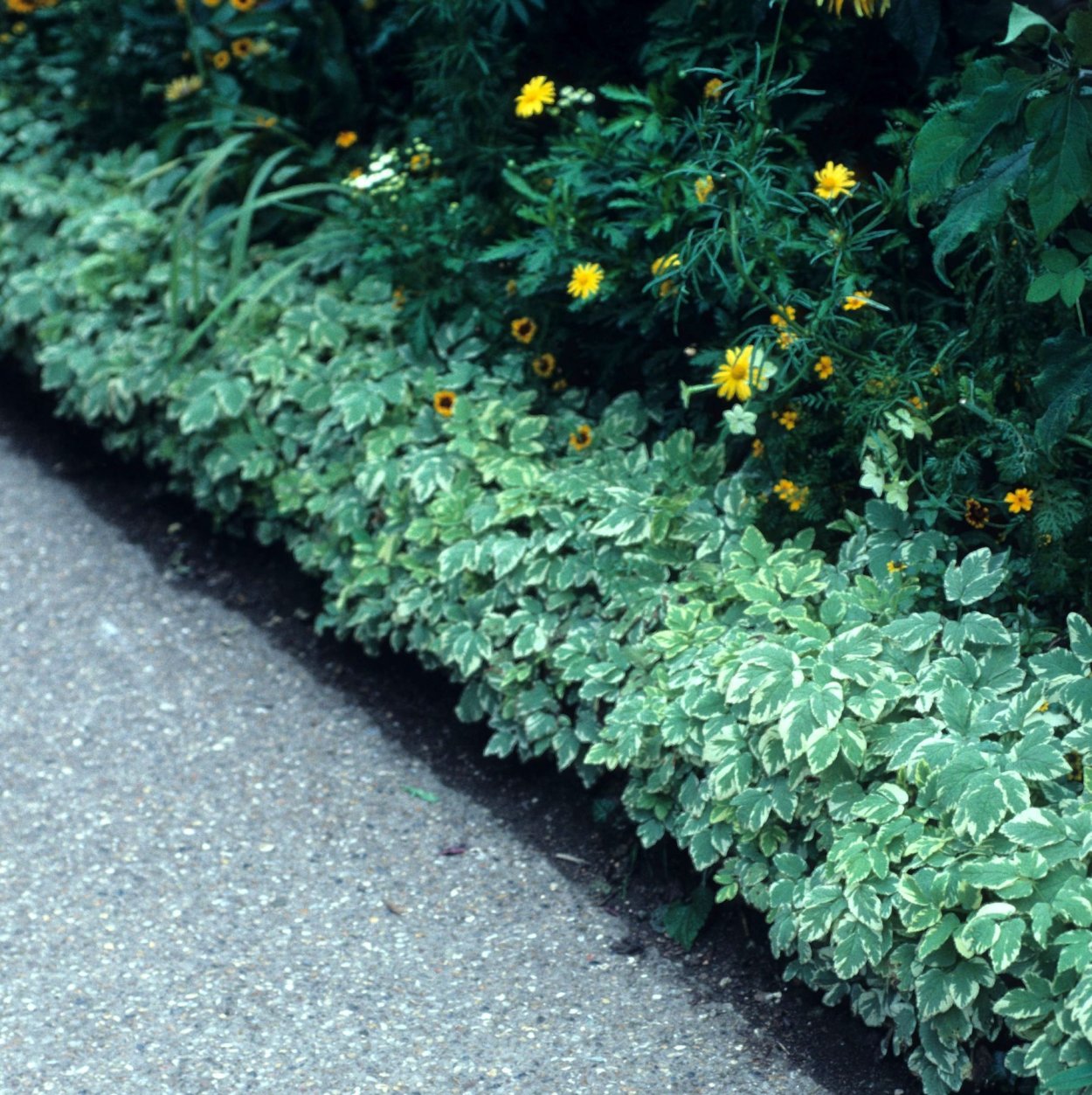 Сныть бордюрная