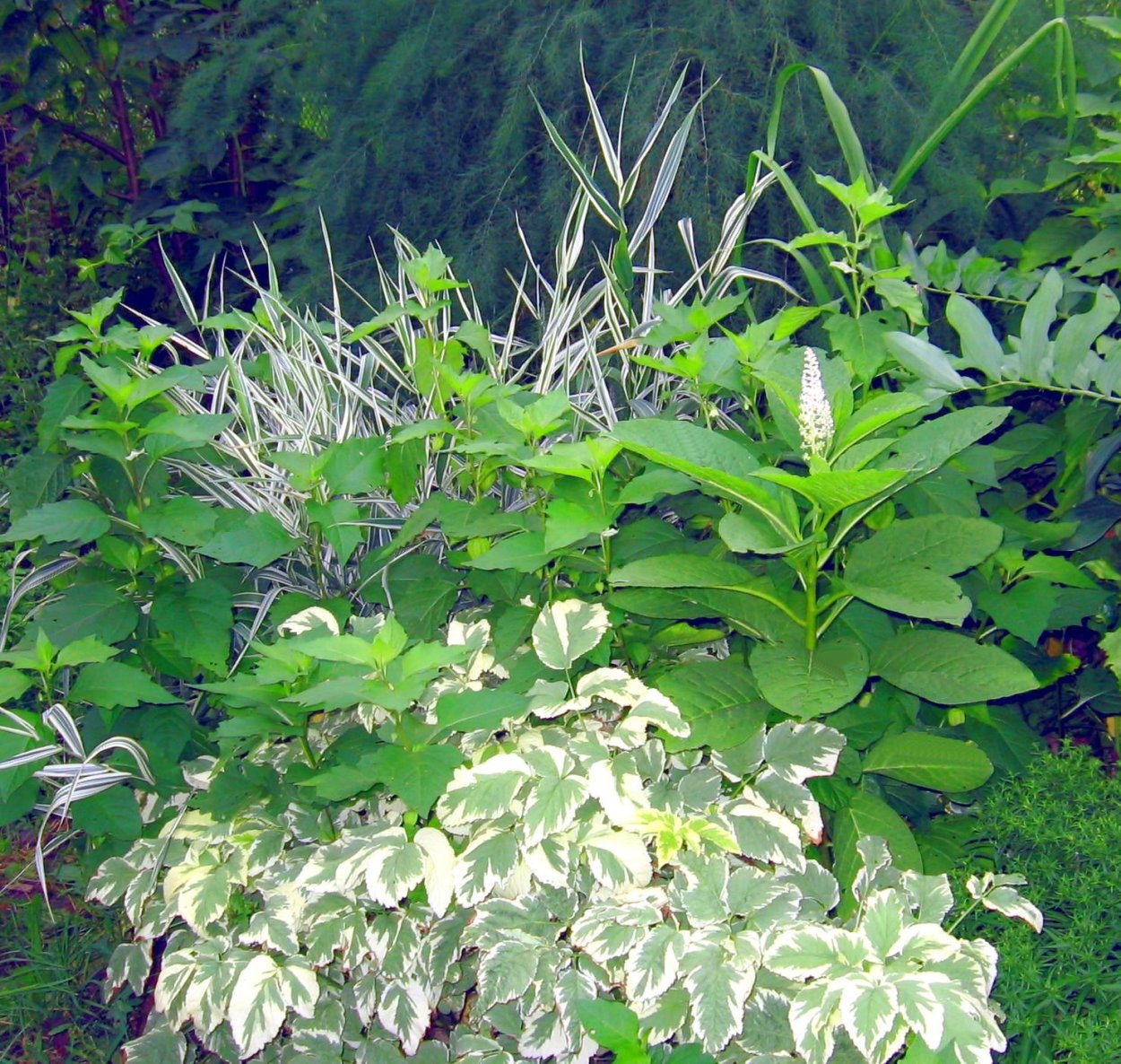 Сныть и Хоста