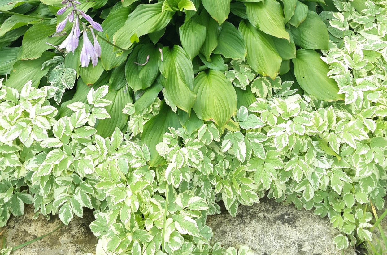 Сныть обыкновенная пестролистная