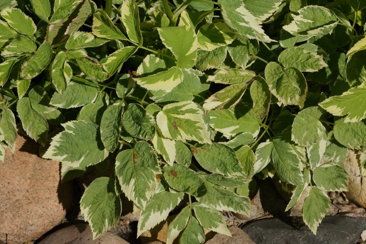 Сныть обыкновенная пестролистная цветение