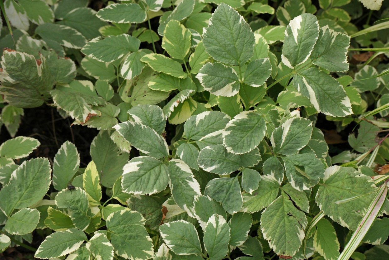 Сныть обыкновенная пестролистная