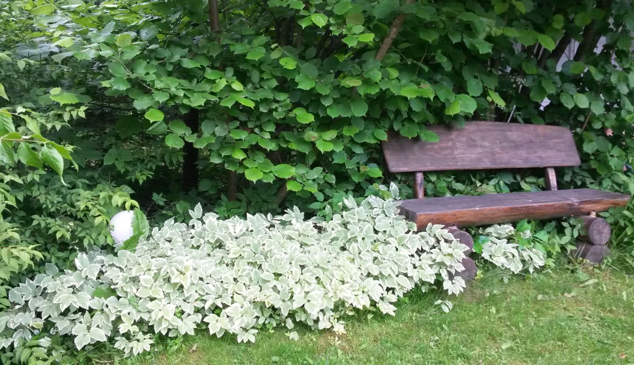 Сныть бордюрная