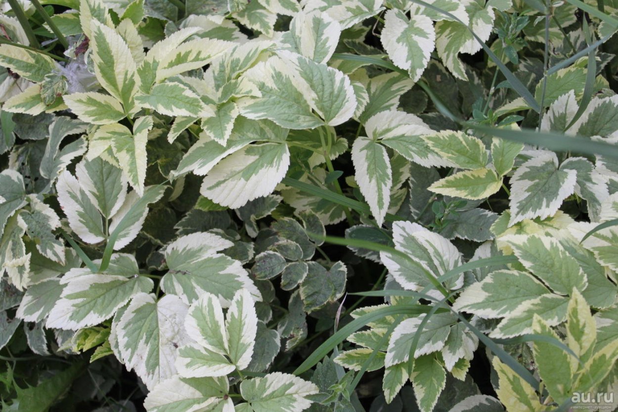 Сныть обыкновенная пестролистная