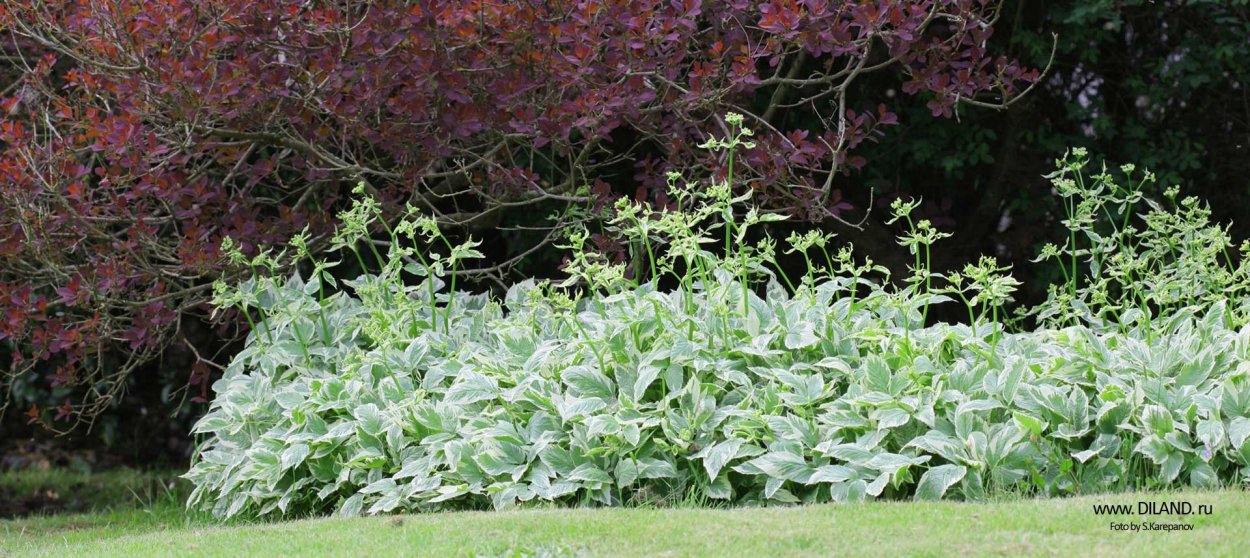 Сныть белоокаймленная