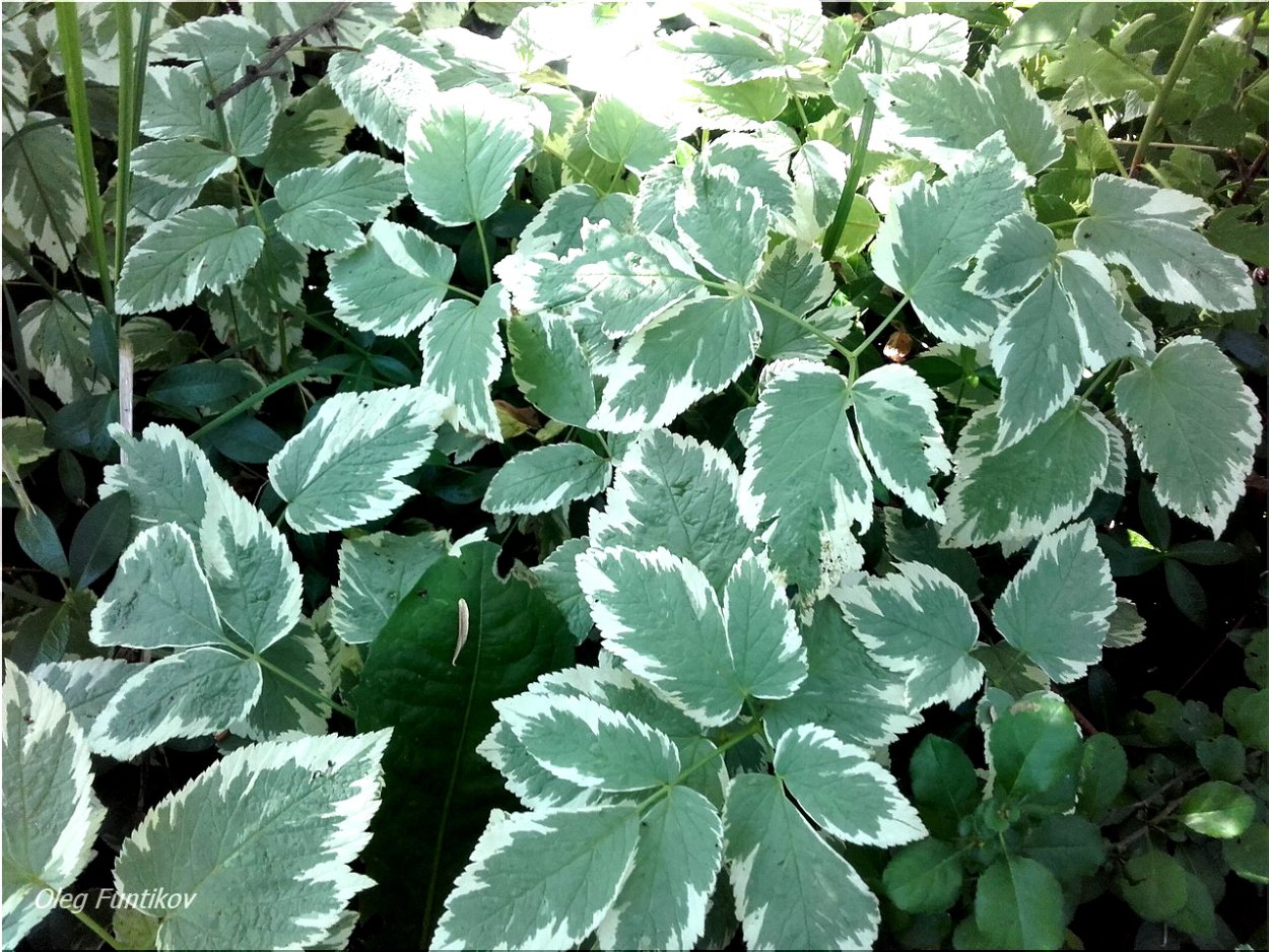 Сныть обыкновенная Вариегата