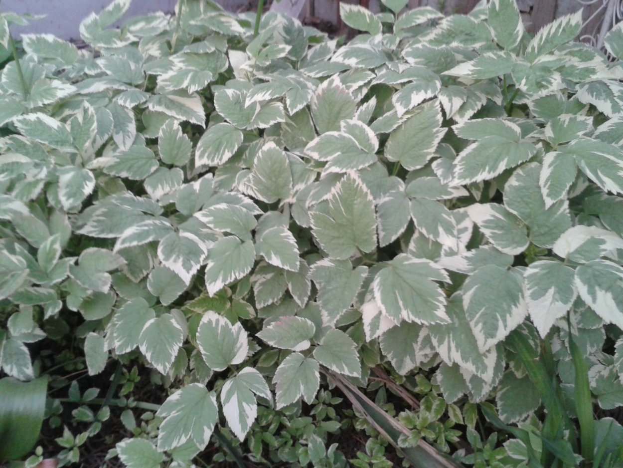 Сныть вариегатная