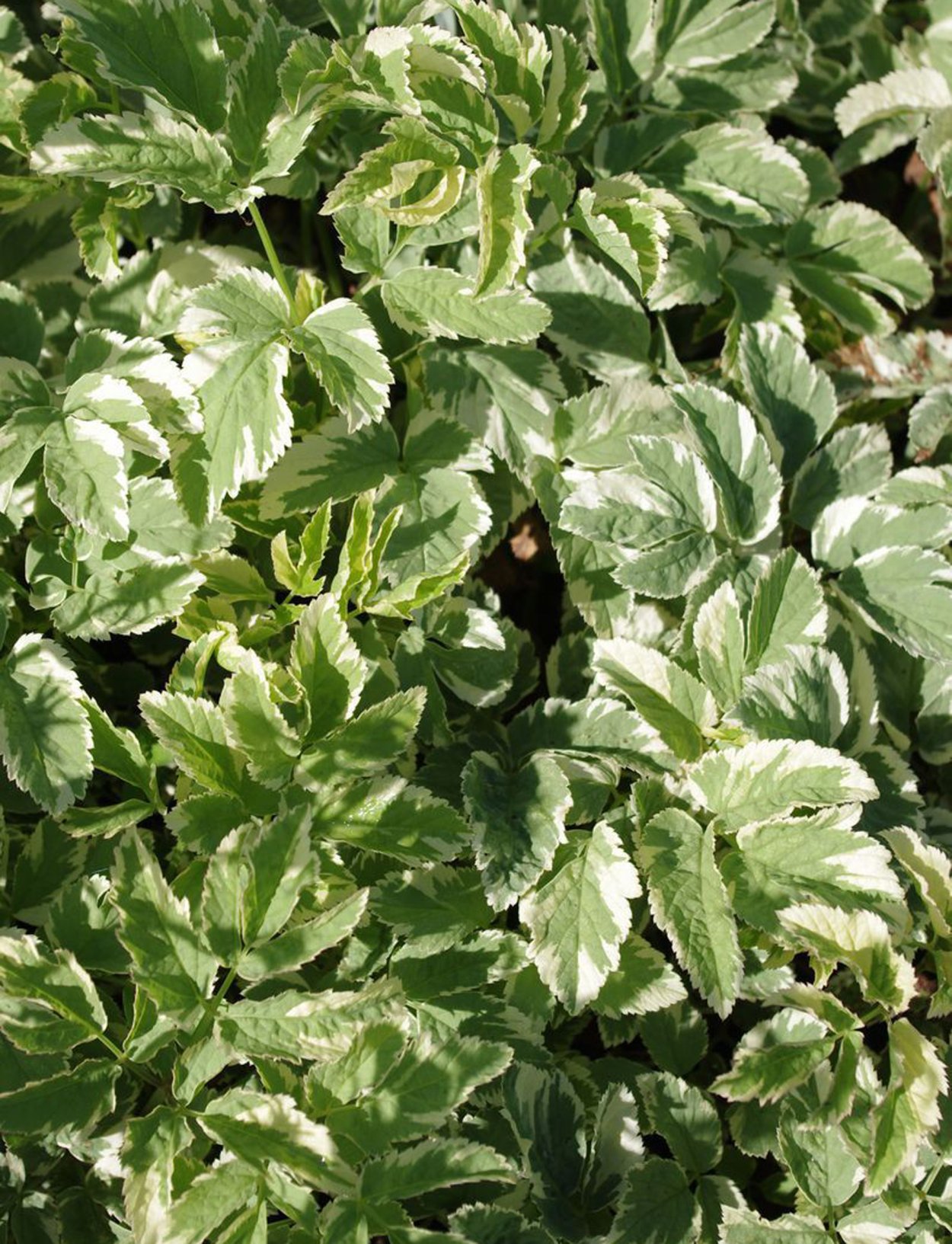 Сныть обыкновенная Варигатум