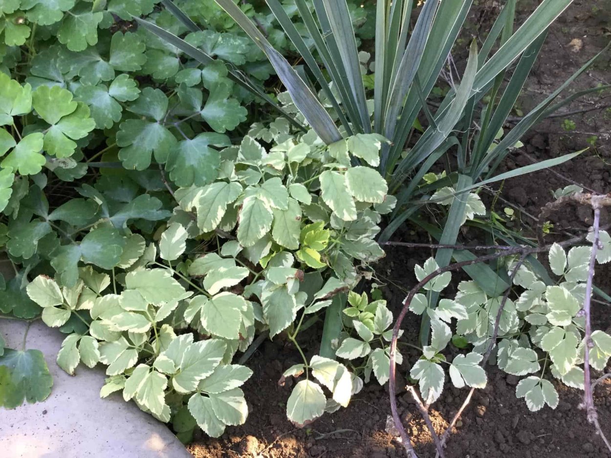 Сныть декоративная пестролистная