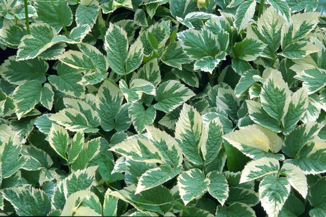 Aegopodium podagraria 'variegatum'