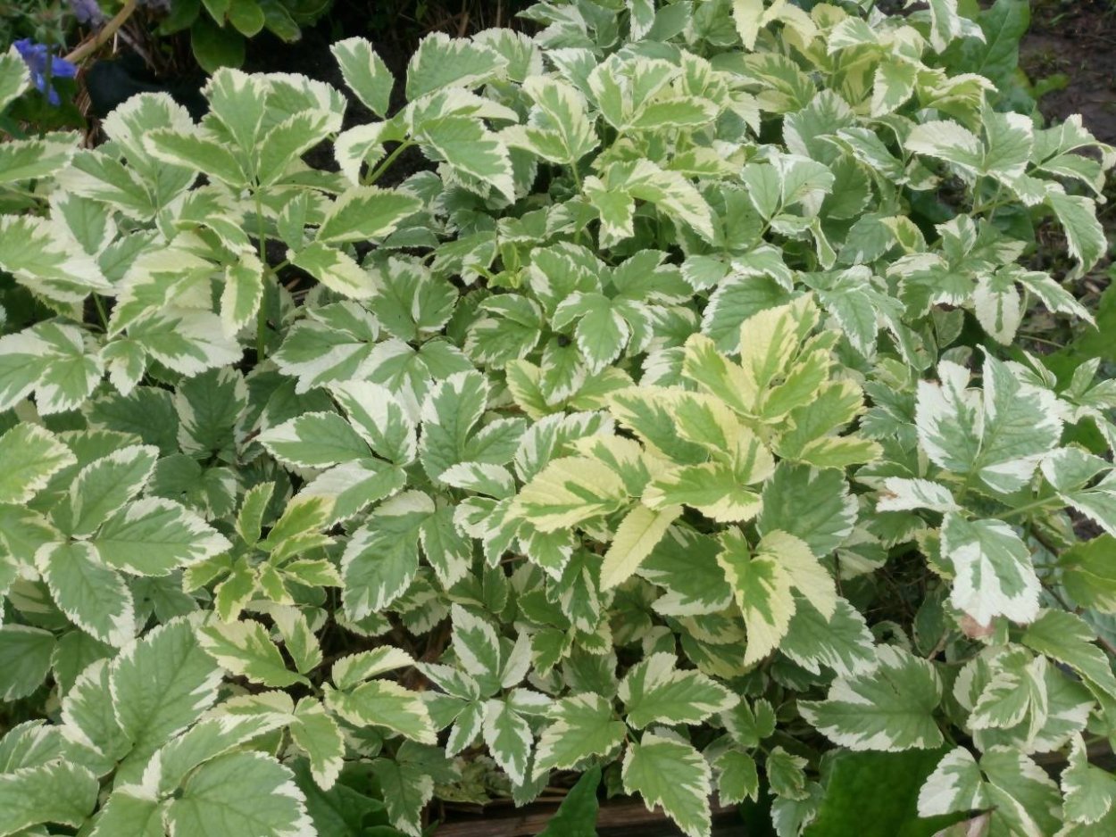 Сныть обыкновенная Вариегата