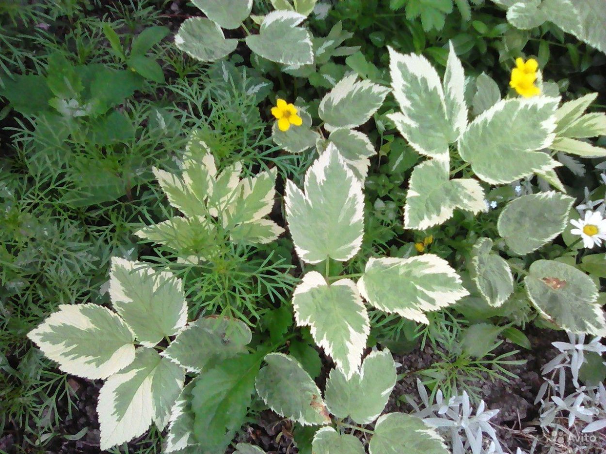 Сныть вариегатная купить в Ярославле