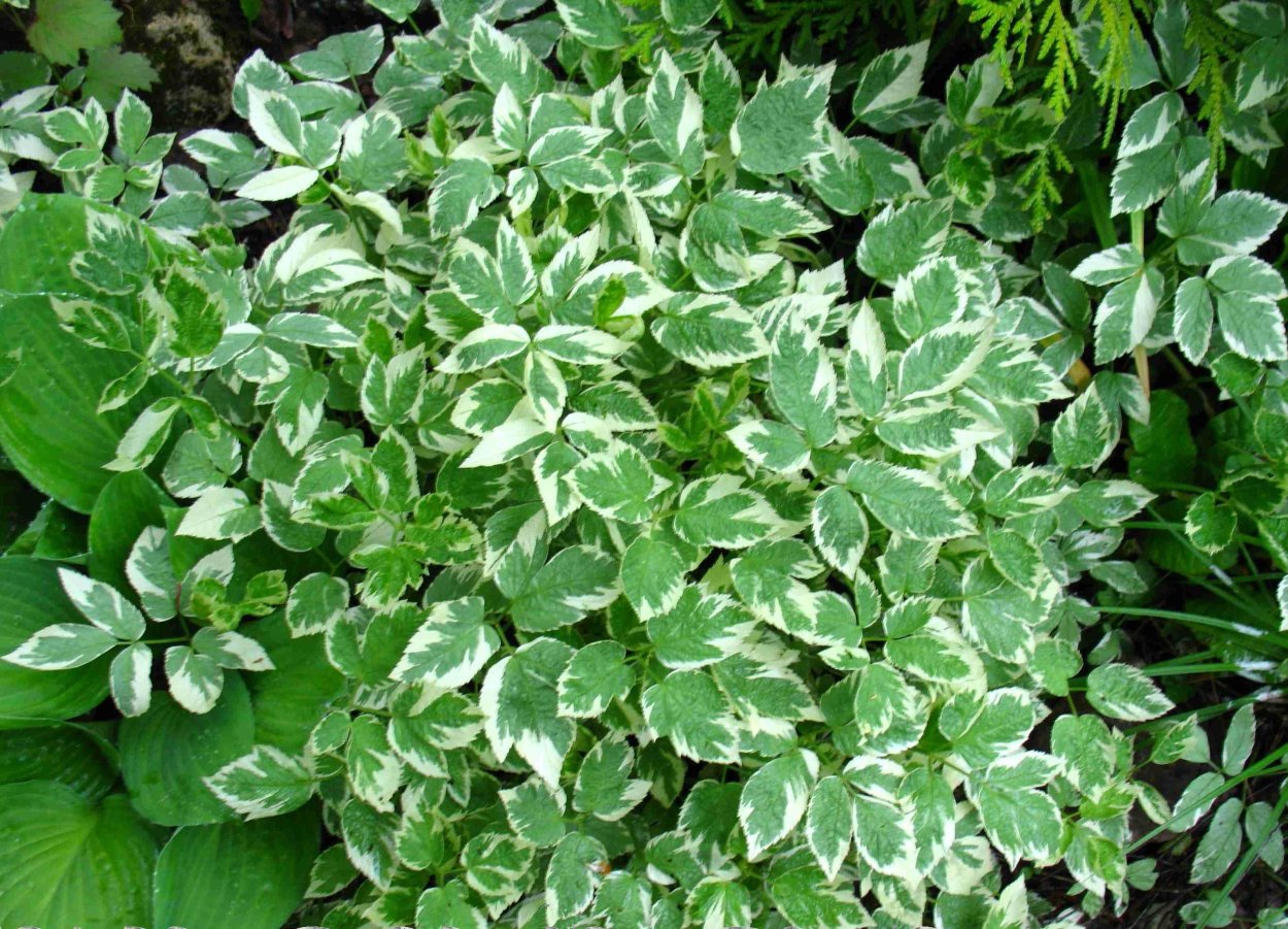 Сныть обыкновенная Вариегата