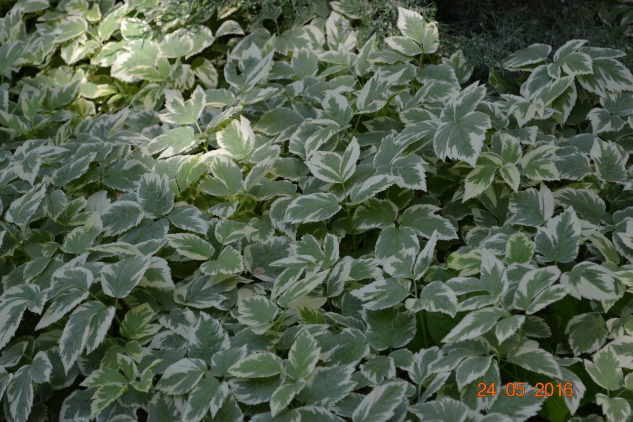 Сныть белоокаймленная