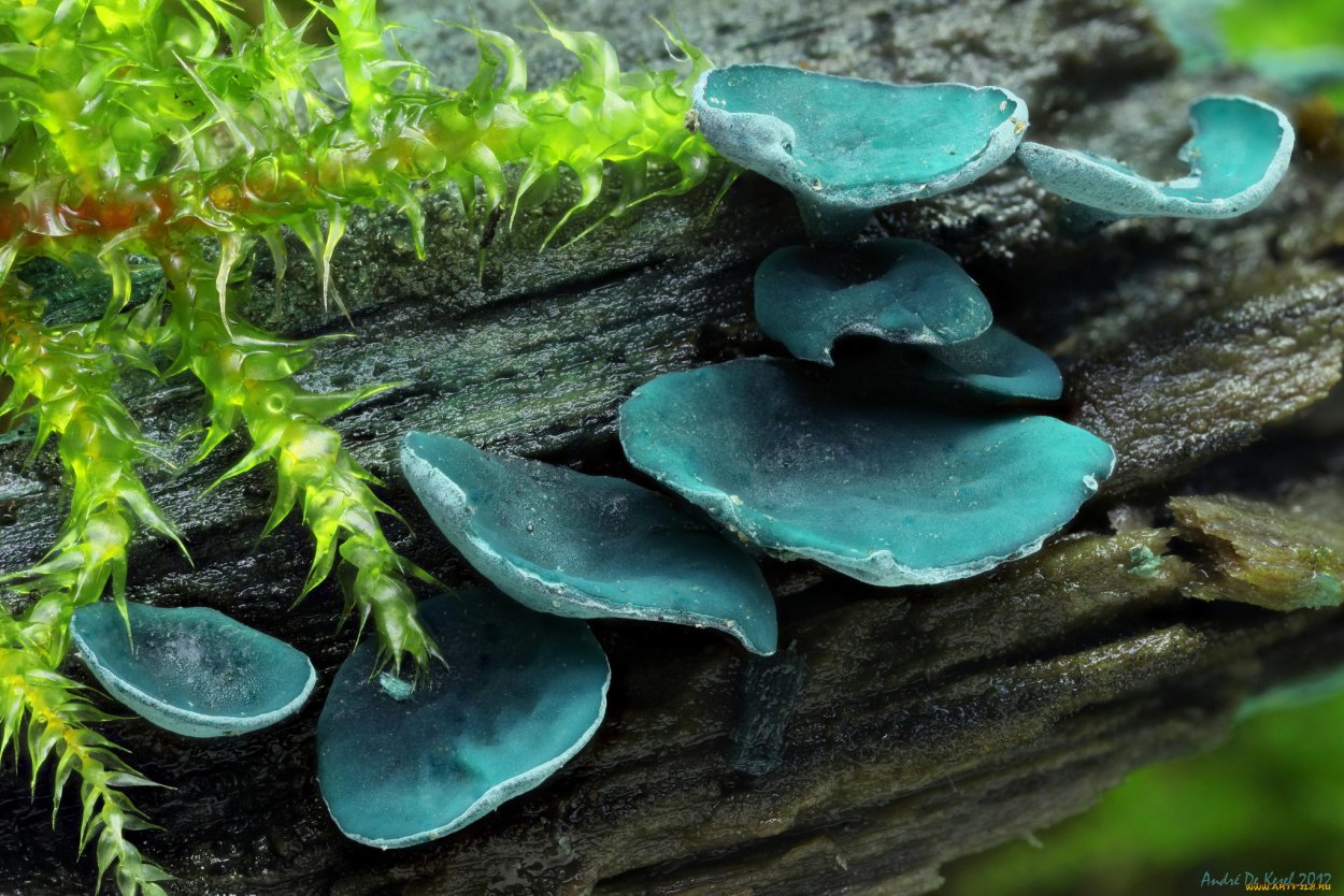 Chlorociboria aeruginascens