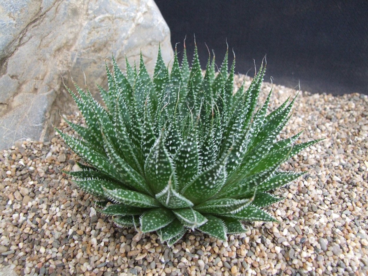 Алоэ остистое аристата