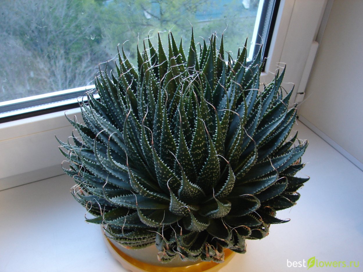 Алоэ остистое цветок