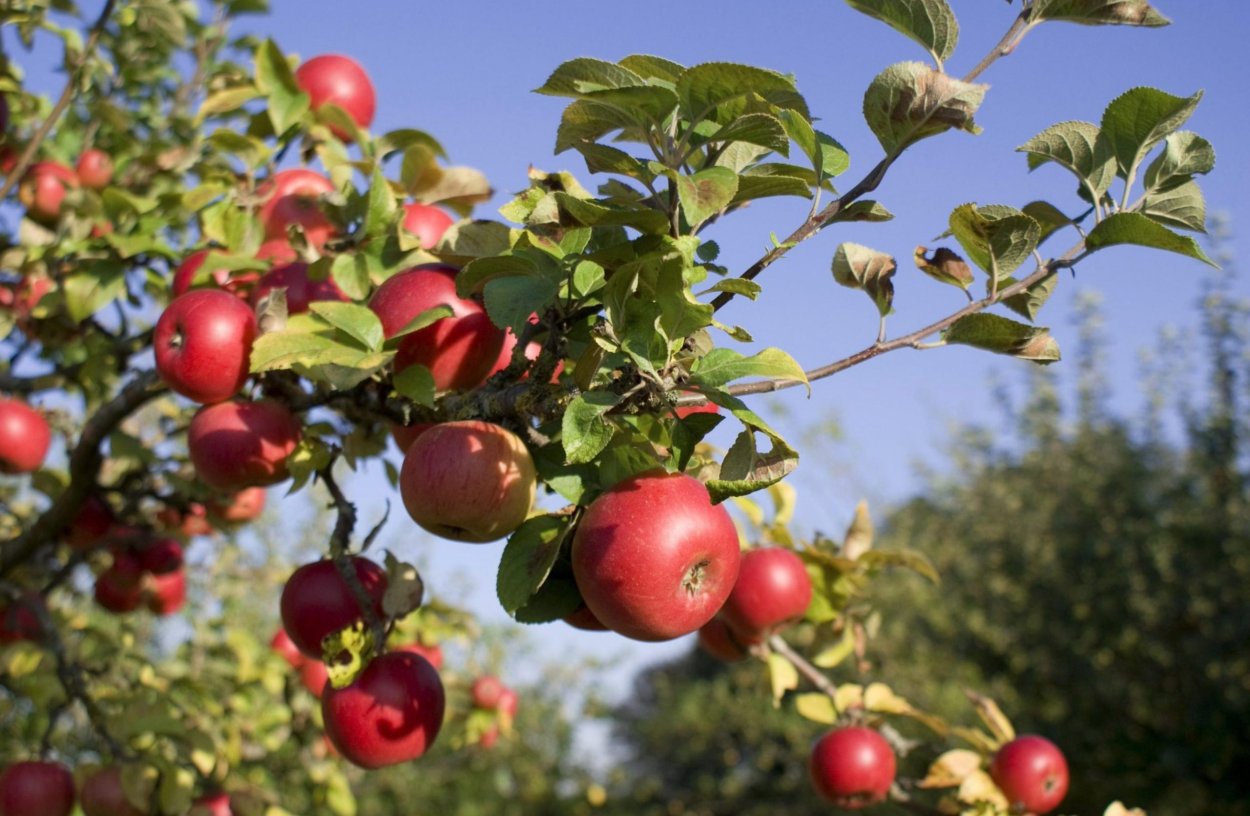 Яблоня багрянец Кубани