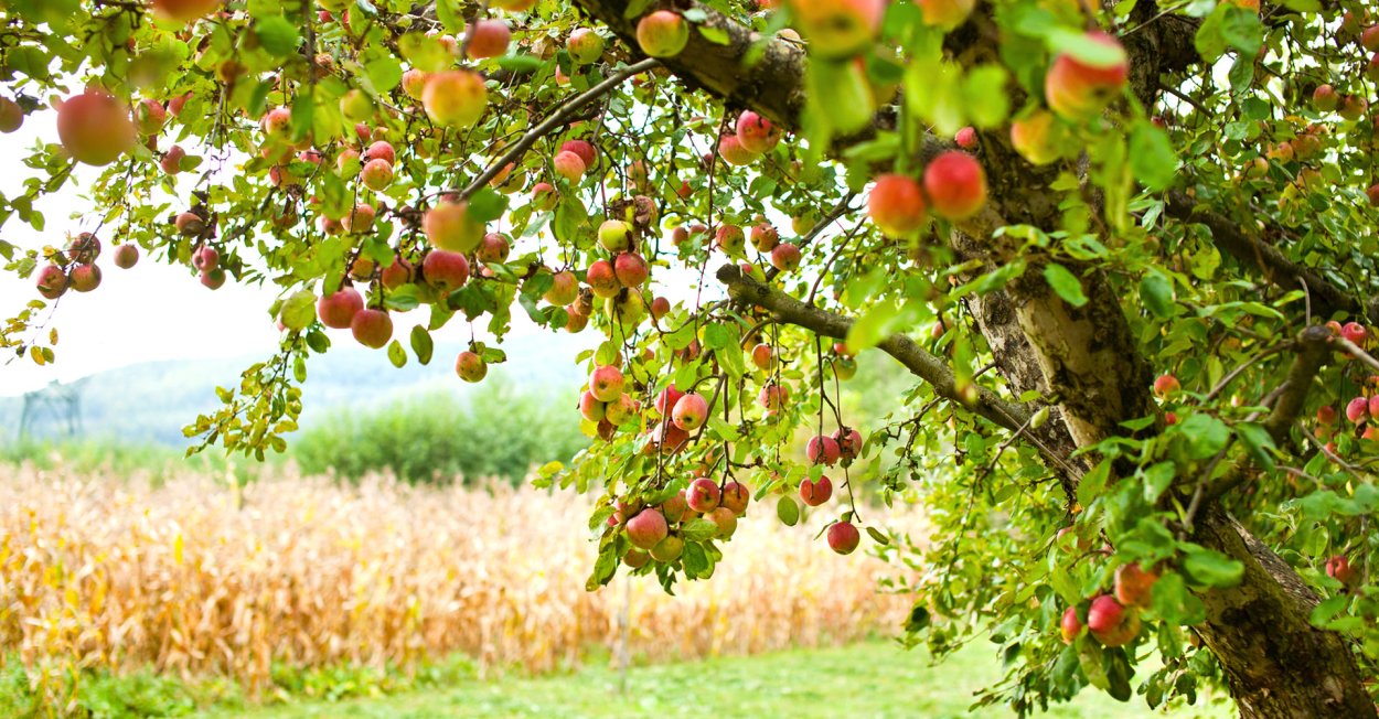 Яблоневый сад с яблоками