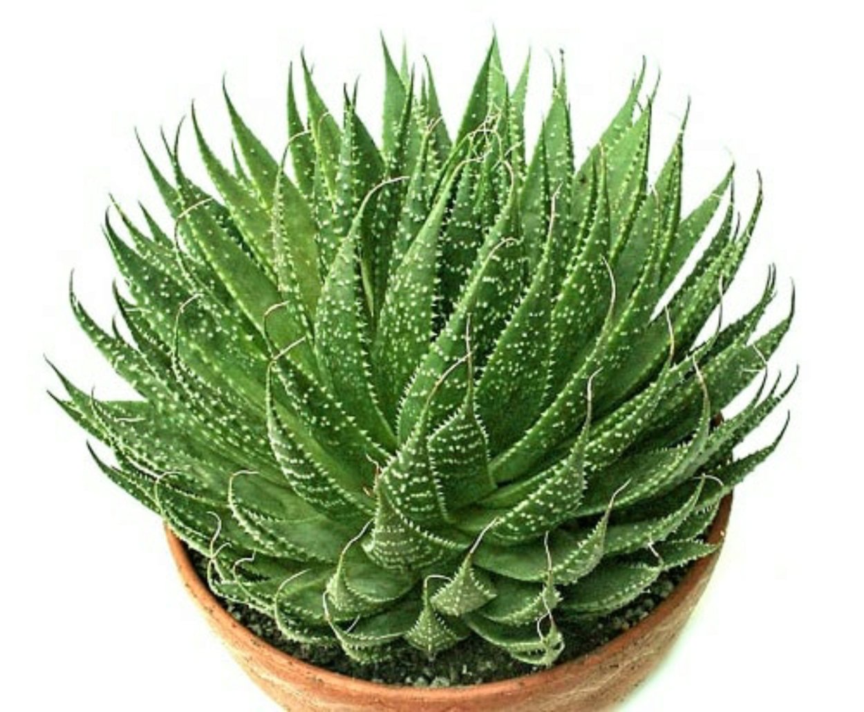 Алоэ остистое