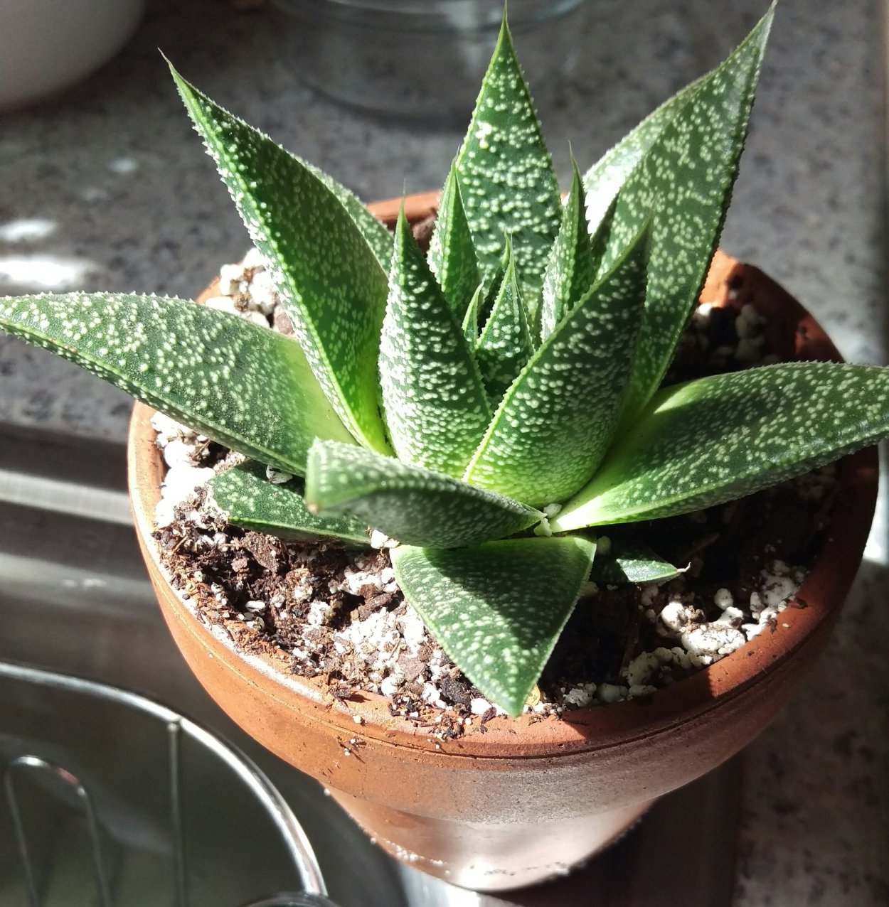 Хавортия Гастерия