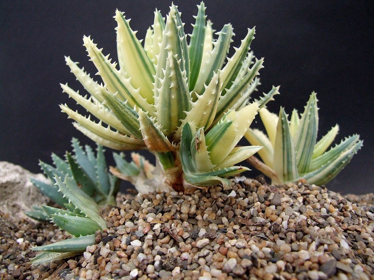 Алоэ Бревифолия