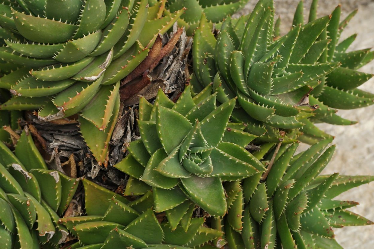 Алоэ меланаканта