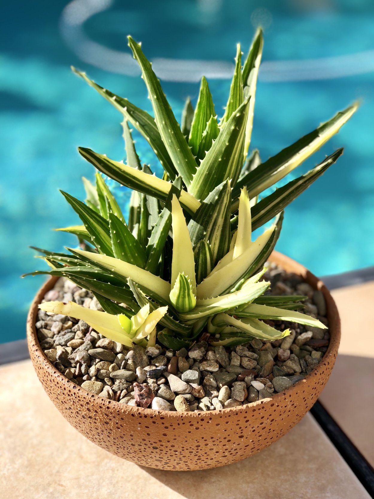 Алоэ Митриформис Вариегата