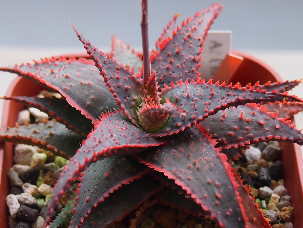 Алоэ акулеата красный дракон