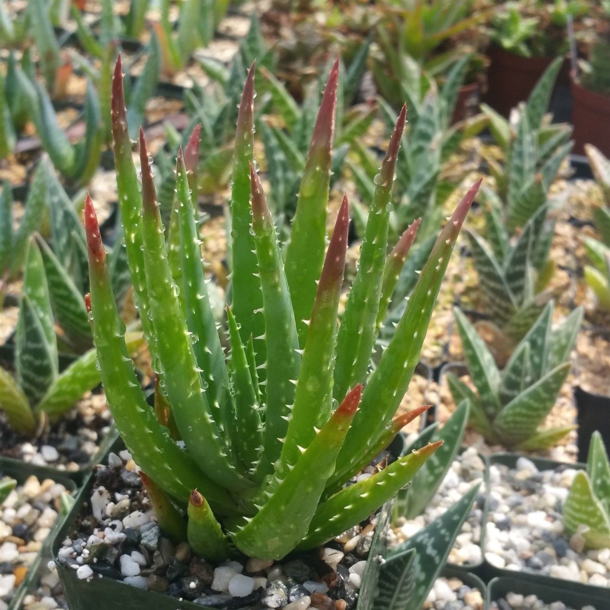 Суккулент алоэ